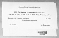 Phyllachora lespedezae image